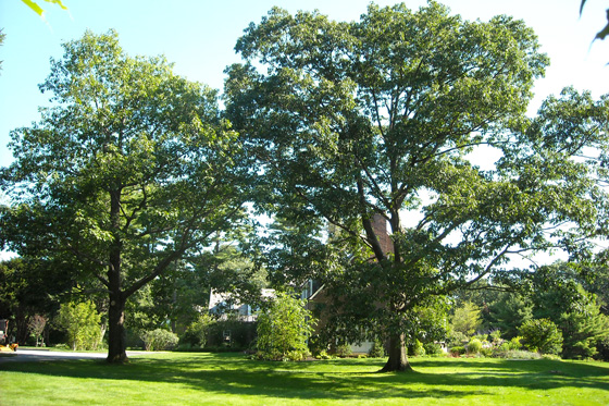 Southern Maine Lawn Mowing