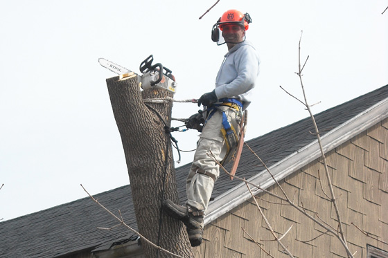 Safe Tree Removal in Southern Maine
