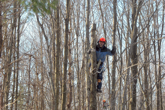 Southern Maine Tree Clearing