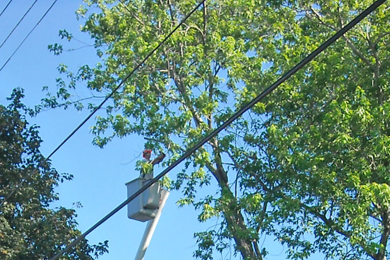Tree Pruning in Southern Maine