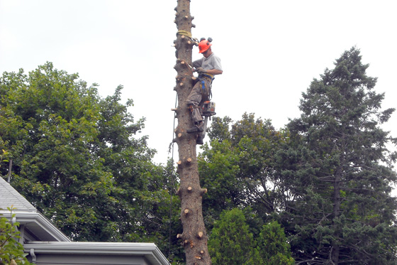 Tree Removal in Southern Maine