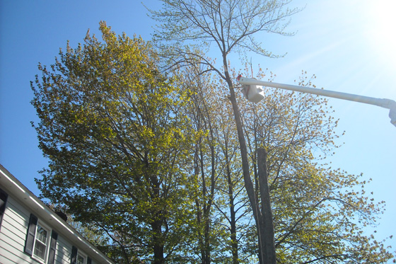 Tree Removal Bucket Truck