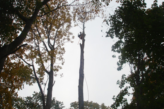 Tree Removal Autumn