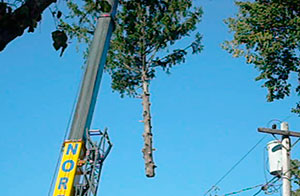 tree removal crane