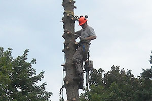 maine tree removal
