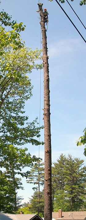 maine tree services